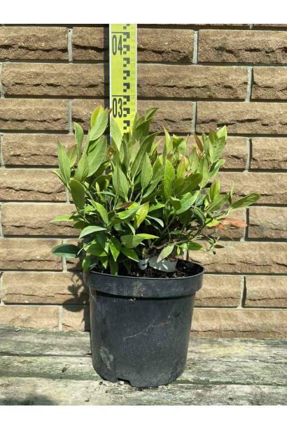 Леукотое Зеблід Скарлетта - 3л/вис.20-30см/Ø20-30см